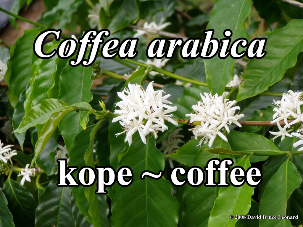 Coffea arabica