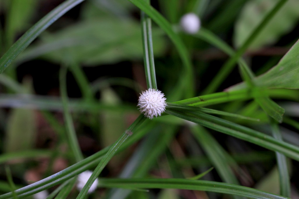 Hawaiian medicinal plants information