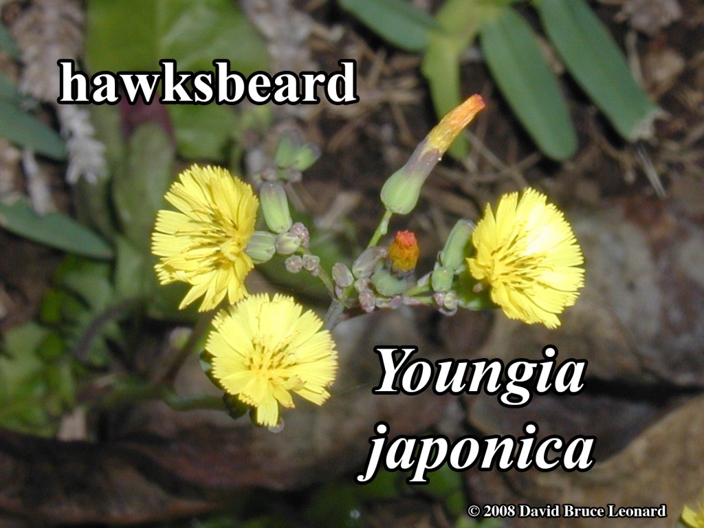 Youngia_japonica_02